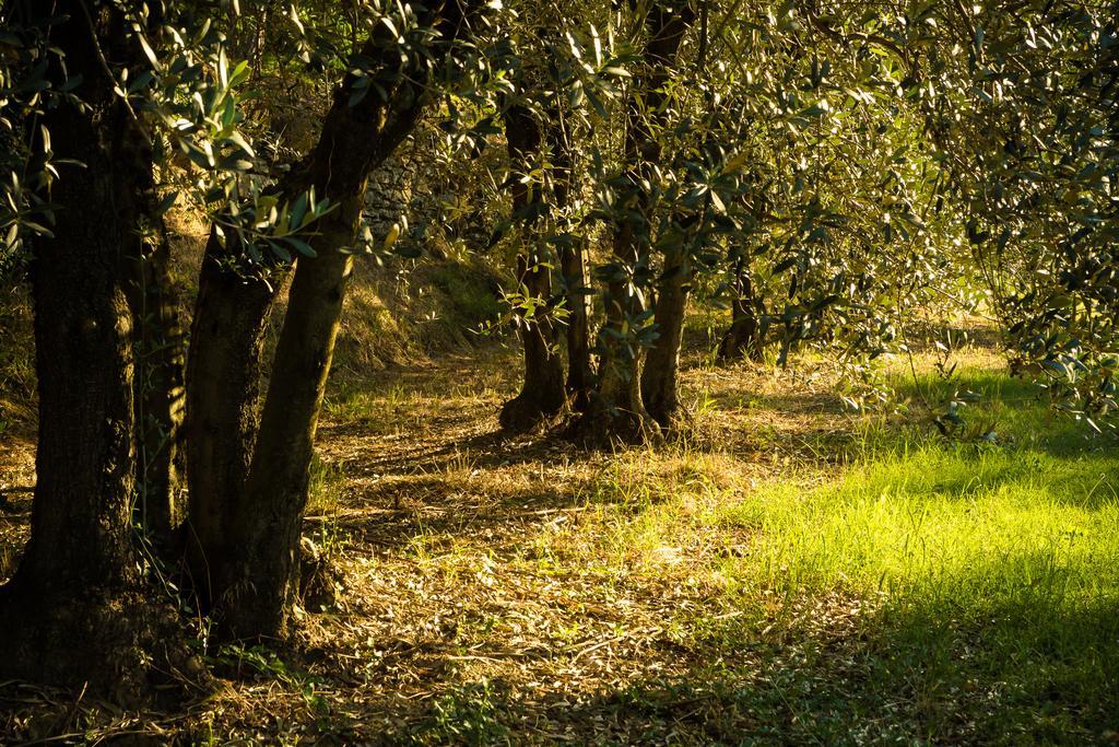 Podere Poggio Mendico Arezzo Exterior foto